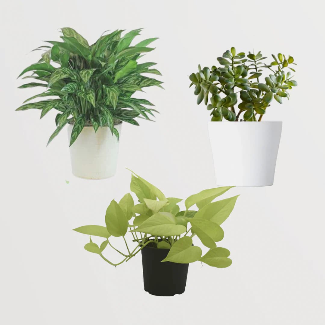 Indoor Plant Essentials
